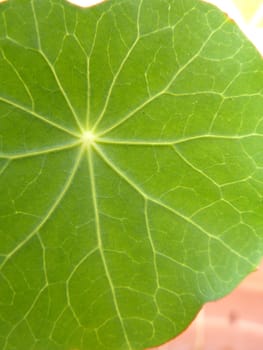green leaf as a background