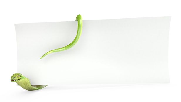 Cobra holds planks paper, isolated on white background