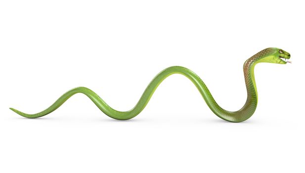 Crawling green cobra, isolated on white background