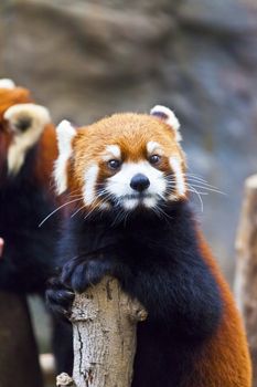 Little red panda looking