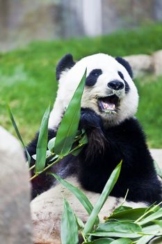 Giant panda eating bamboo