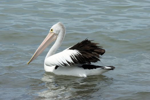 Australian Pelican, Emu Bay, Kangaroo Island, South Australia