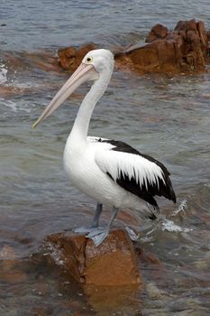 Australian Pelican, Emu Bay, Kangaroo Island, South Australia