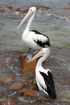 Australian Pelican, Emu Bay, Kangaroo Island, South Australia