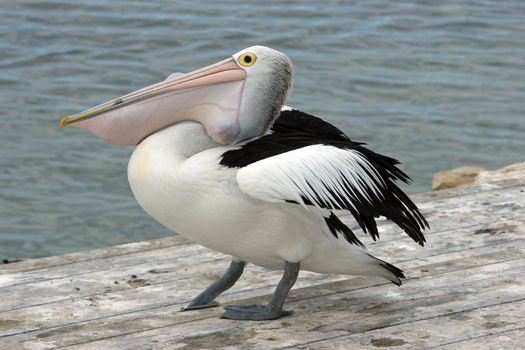 Australian Pelican, Emu Bay, Kangaroo Island, South Australia