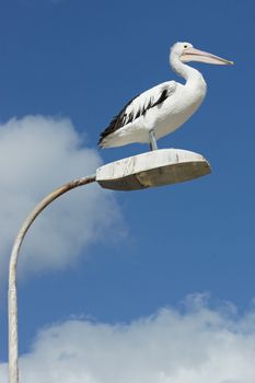 Australian Pelican, Emu Bay, Kangaroo Island, South Australia