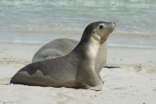 Seals colony on Seal Bay, Kangaroo Island, South Australia