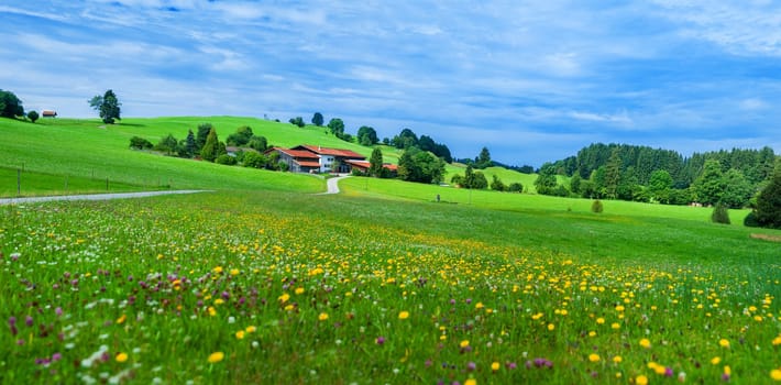 Alps mountain meadow tranquil summer view (Austria, Gosau village outskirts)