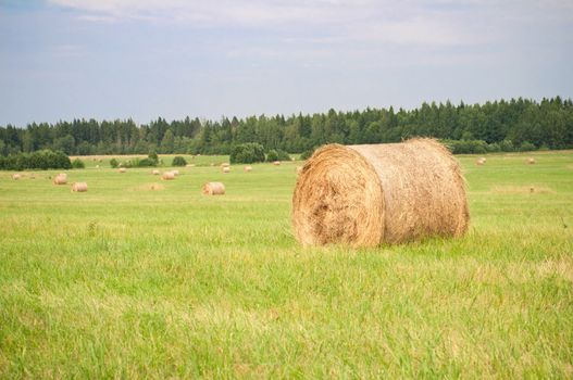 Shot of hay on the field, landscape