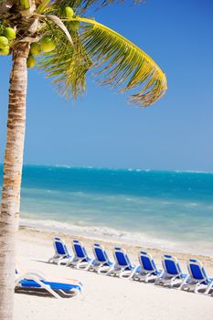 bright picture of beautiful caribbean tropical resort (focus on tree)