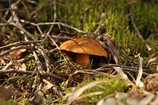 yellow mushroom mossiness mushrooms