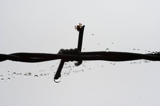 Detail of the spider on the barbed wire with dew drops