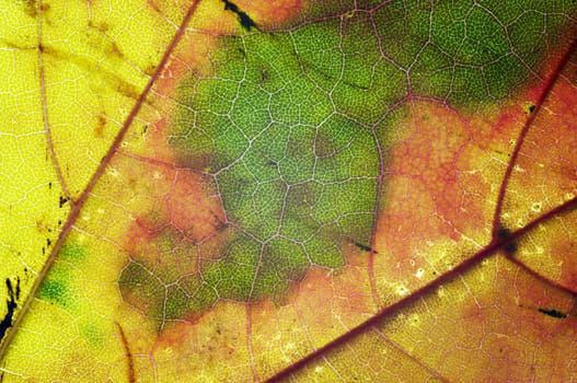 Detail (close-up) of the autumn leaf