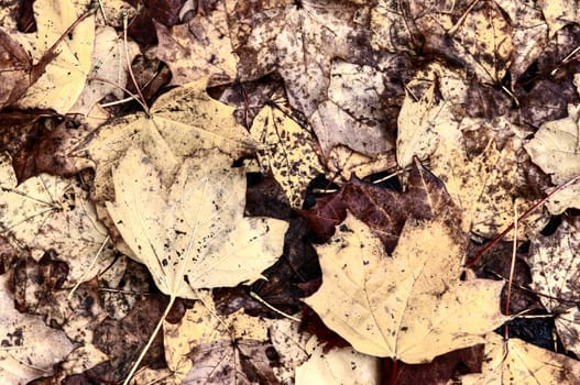 Detail (close-up) of the autumn leaves
