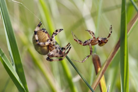 Detail of two competing spiders - macro