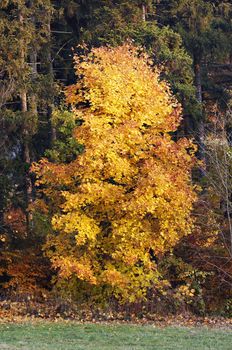 Detail of the autumn maple tree