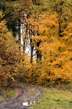 Image of the autum forest road - trees