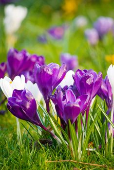 beautiful spring crocuses on a green grass in park