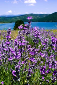 purple blooming lavender field in Bulgaria