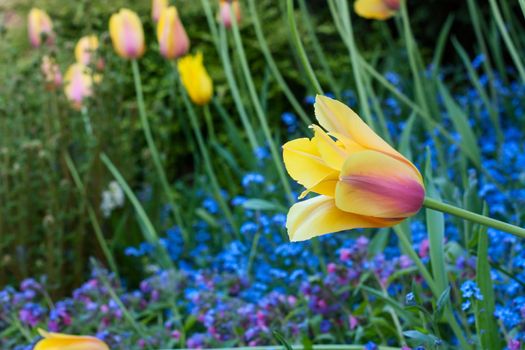 A great amount of tulips. View from side.