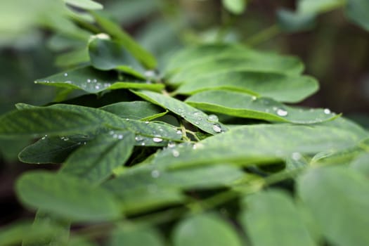Waterdrop on the green leaf