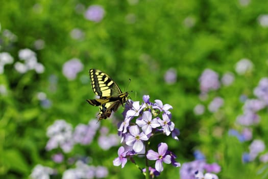 Yellow butterfly flying over summer mountains meadow