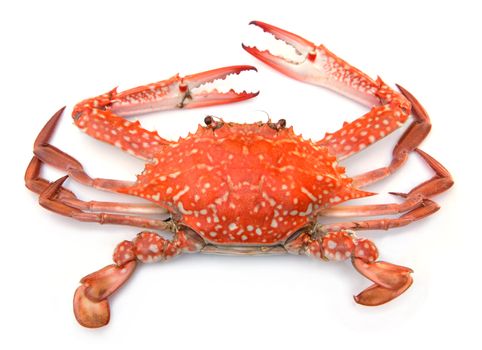 Red crab isolated on white background