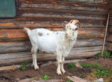 nanny goat near rural building