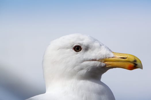 Super profile of a fine looking white seagull