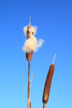 dry bulrush on celestial background