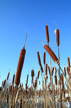 dry bulrush on celestial background