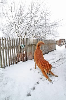 redhead dog in rural courtyard