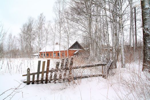 red house amongst white birch