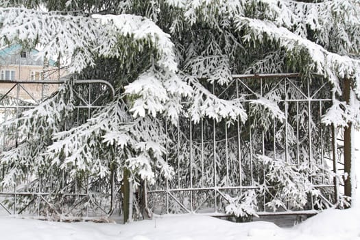 old iron fence near fir trees