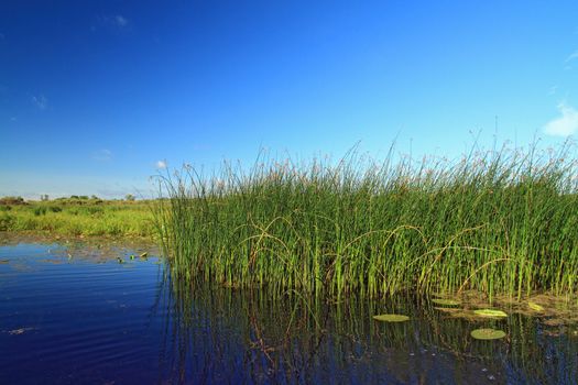 marsh herb