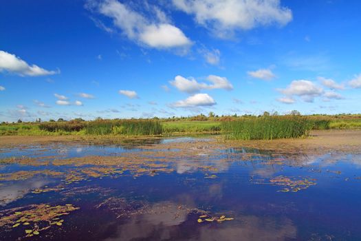 summer marsh under cloudy sky