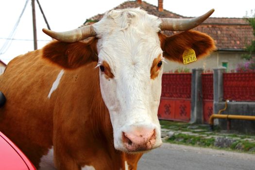 curious cow looking at camera while passing on a rural road