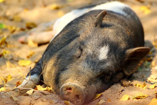 lazy pig laying in the dirt at the shade of a tree