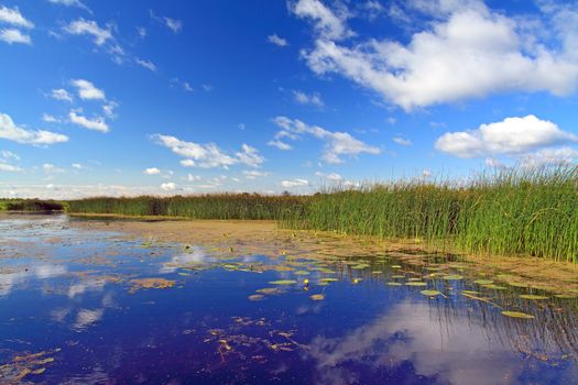 summer marsh under cloudy sky