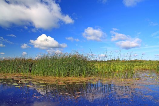 marsh herb