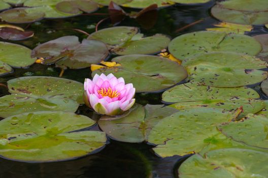 Beautiful water lily flower in the pond.
