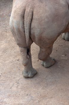 Croup hippo close-up.