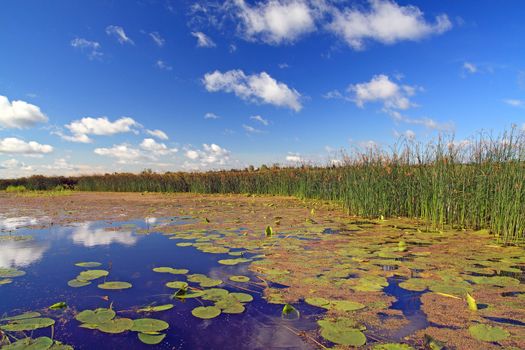 summer marsh under cloudy sky