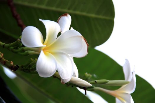 Plumeria flowers