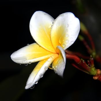 Plumeria flowers