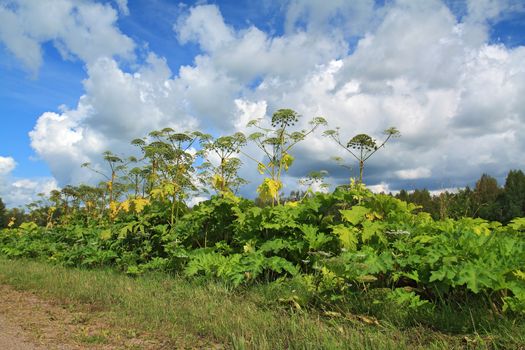 cow-parsnip thickets on cloud background