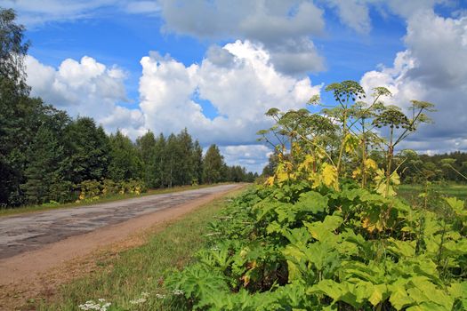 cow-parsnip thickets on cloud background