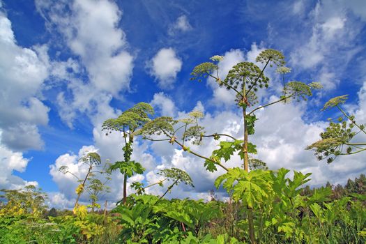 cow-parsnip thickets on cloud background