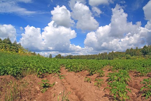 potato field