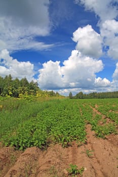 potato field